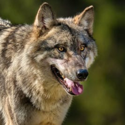 Branco Camoghè, abbattuto un secondo lupo