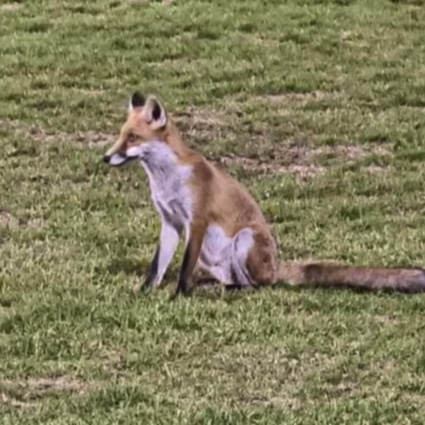 Un'insolita tifosa al campo da calcio, il guardiacaccia la abbatte
