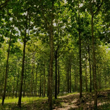 L'investimento nelle piantagioni di teak fallisce: 800 svizzeri tremano