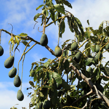Colpito alla testa da un avocado, muore a soli 12 giorni di vita