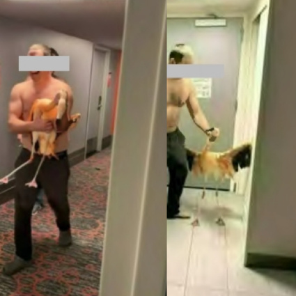 Ruba un fenicottero dall'hotel: «Avevo bevuto fino a 40 birre»