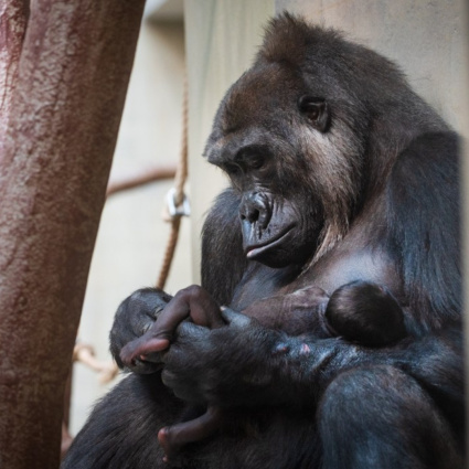 Allo zoo è nato un gorilla