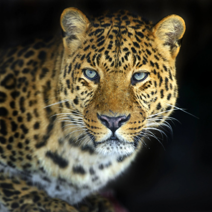 Muore dopo l'attacco di due leopardi: lavorava allo zoo da 40 anni