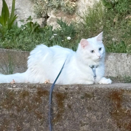 Helmut (gatto sordo) è scomparso: 500 franchi per chi lo ritrova