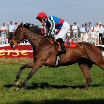«Il cavallo da un milione di dollari» muore in piena corsa