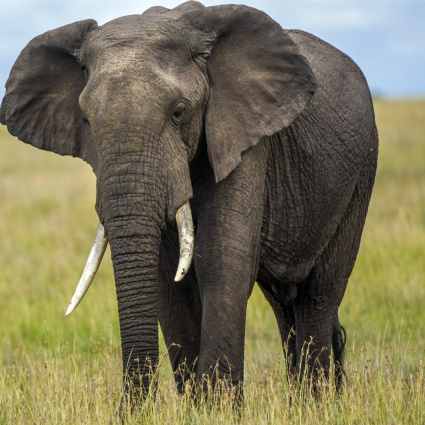È morto Fred, elefante simbolo della riserva Masai Mara