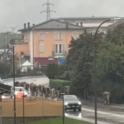 Mucche in fuga sulla cantonale, interviene la polizia