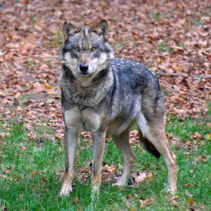 Bambina attaccata da un lupo: è grave