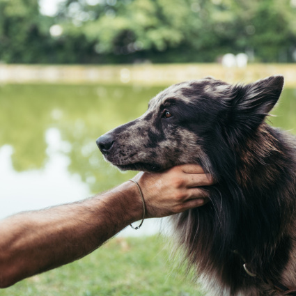 Stanchi e stressati, i cani da protezione mordono di più