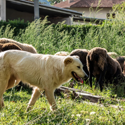 Stanchi e stressati, i cani da protezione mordono di più