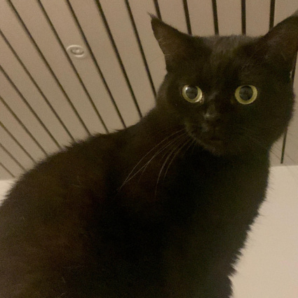 Si cerca questa gattina nera