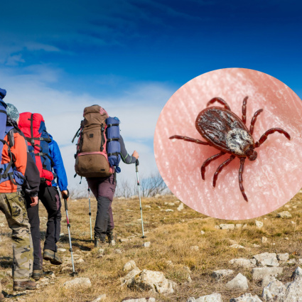 Le zecche si spingono sempre più in alto: trovate oltre i 2300 metri