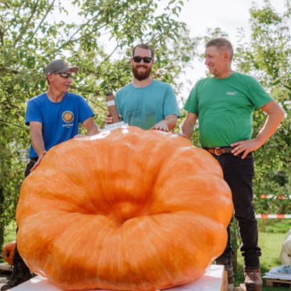 Una zucca da più di 650 chili
