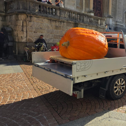Zucca da 460 chili a Bellinzona, poi in tour per il Ticino
