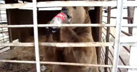 Orso allo zoo beve la Coca Cola tra le risate dei turisti e muore