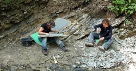 Scoperto sul Monte San Giorgio un nuovo insetto fossile
