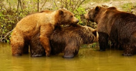Il 2012 sarà l'anno dell'orso?