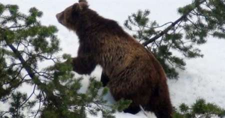 Un altoatesino l'uomo trovato ucciso durante le ricerche dell'orso M13