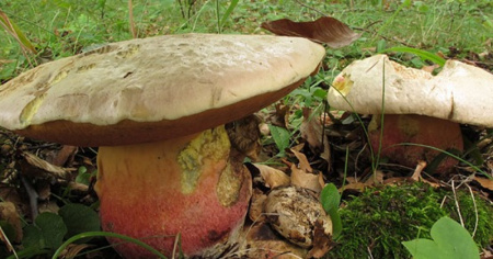 Anche alcuni turisti svizzeri intossicati dai funghi