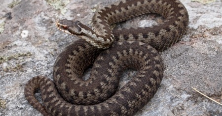 Morso da una vipera in montagna, cacciatore salvato dalla Rega