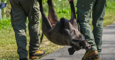 Boom di cinghiali abbattuti durante la caccia alta