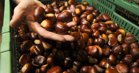 «Tutti a caccia di castagne»