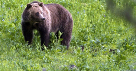 L'orso "cappuccino" sarà il primo abitante del parco di Arosa