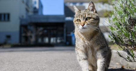 Il gatto dell'esercito è morto