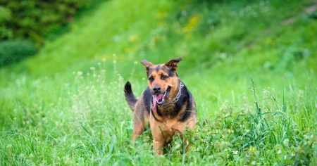 Bimba di nove anni azzannata da un cane lupo