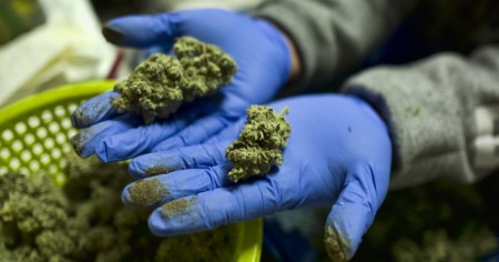 Marijuana in bustina, quando i fornitori legali vendono prodotti illegali