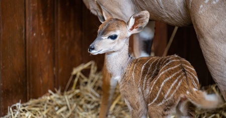 È nato un kudu minore allo Zoo di Basilea