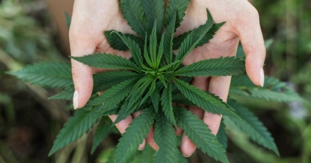 Concesso ancora un mese per consegnare le firme del referendum pro-cannabis