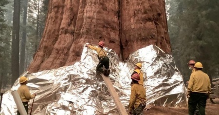 In California gli incendi inarrestabili ora minacciano anche le sequoie