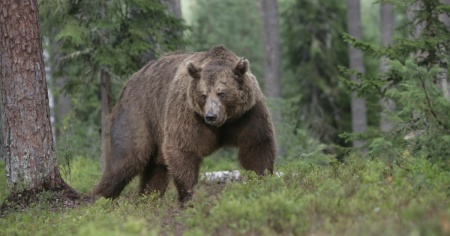 Cacciatore 70enne aggredito da un'orsa, riesce a ucciderla