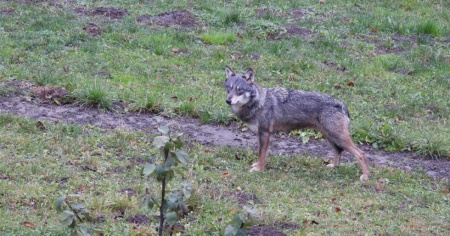Il lupo è arrivato anche a Basilea Campagna
