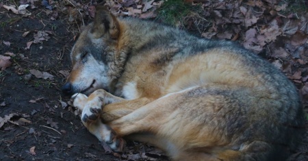 Lupo morto in Vallese, probabilmente è stato investito