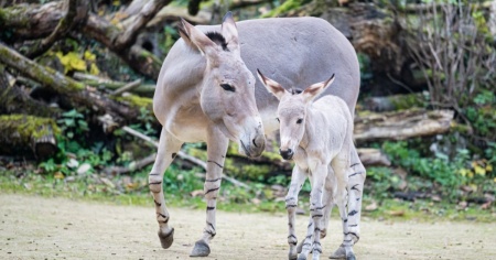 Fiocco rosa allo Zoo di Basilea: è nata Salia, un asino somalo