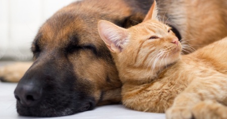Divorziate? Cani e gatti in... affidamento condiviso