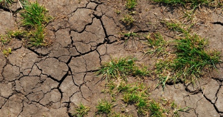 «La sicurezza alimentare mondiale è a rischio»