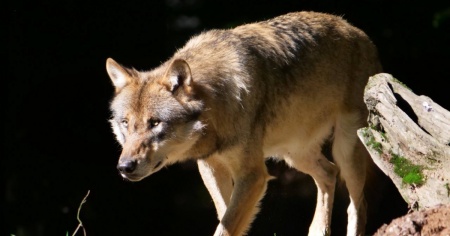 Nuovi criteri per la protezione delle greggi