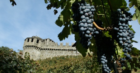 Flavescenza dorata, le novità sul trattamento per la Città di Bellinzona