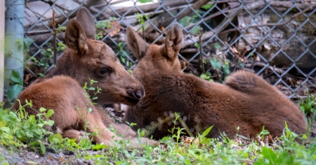 Allo zoo di Berna nati due gemelli d'alce