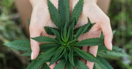 Cannabis: si riapre il dibattito in Svizzera