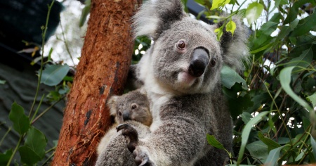 Sedici koala trovati morti