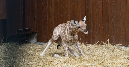 È nata una giraffina allo Zoo di Basilea