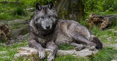 Il lupo resta una specie "rigorosamente protetta"
