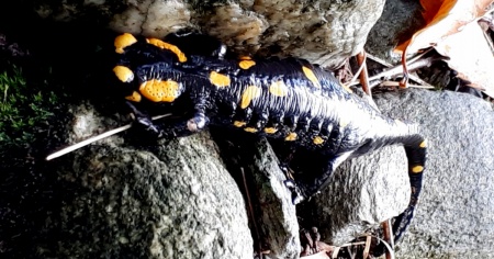 La salamandra pezzata è l'animale di grotta del 2023