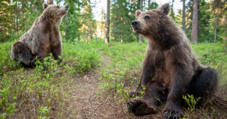 L'orso non vede l'uomo come una preda, ma se si sente minacciato...