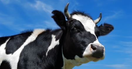 Una mucca in fuga (da tre giorni) catturata dalla polizia