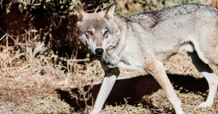 Caccia al lupo? «È più difficile di quanto ci si immagini»